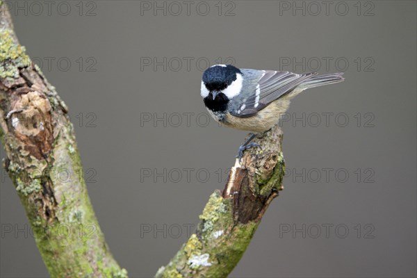 Coal tit (Parus ater), adult bird, Dingdener Heide nature reserve, North Rhine-Westphalia, Germany,