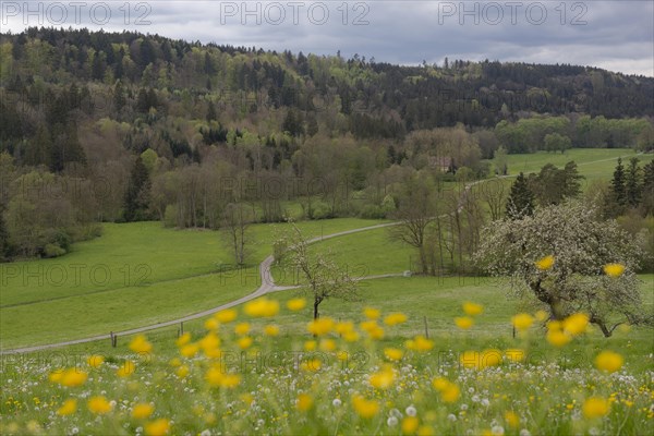 Spring in the Rottal near Wielandsweiler, Mainhardter Wald, Schwaebisch-Fraenkischer Wald Nature