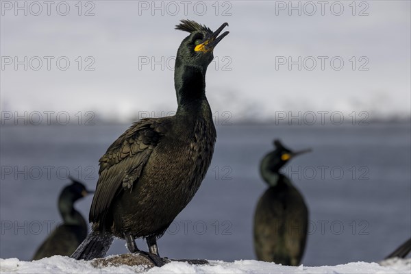 Common shag (Phalacrocorax aristotelis), feather crest, winter, in the snow, Hornoya, Hornoya,