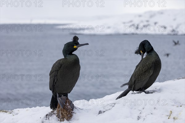 Common shag (Phalacrocorax aristotelis), pair, plumage, winter, in the snow, Hornoya, Hornoya,