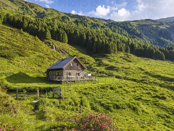 Hike along the Mur, alpine hut with alpine roses, Murursprung, Muhr, national park municipality,