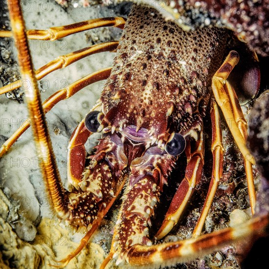 Extreme close-up of head Head portrait eyes of European spiny crayfish (Palinurus elephas),