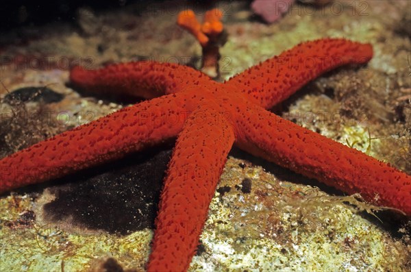 Mediterranean red sea star (Echinaster sepositus) Mediterranean red sea star crawls across the