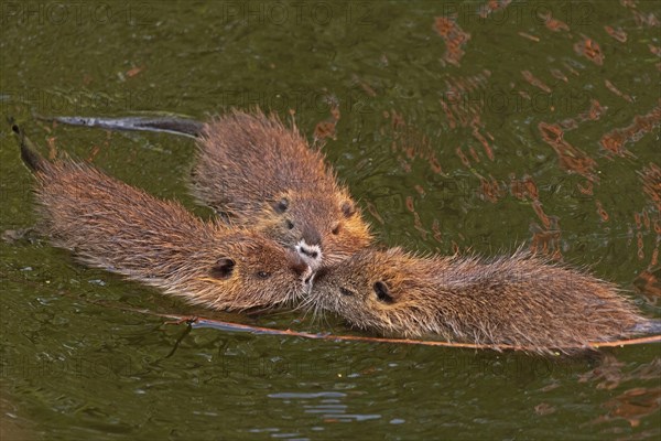 Three Nutria (Myocastor coypus) young animals poking their snouts together in the water,