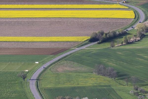 Winding country road, agricultural fields with blooming Rape, Bissingen an der Teck,