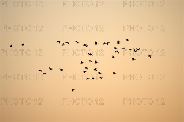 Barnacle goose (Branta leucopsis), flock of geese in flight, at sunrise, in front of the morning
