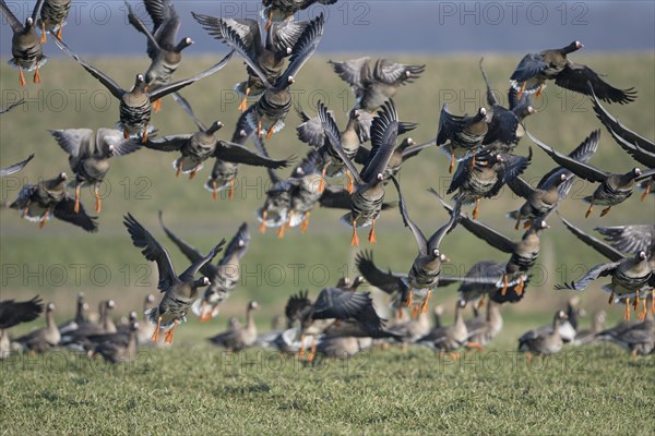 Greater white-fronted goose (Anser albifrons), flock of geese taking off, Bislicher Insel, Xanten,
