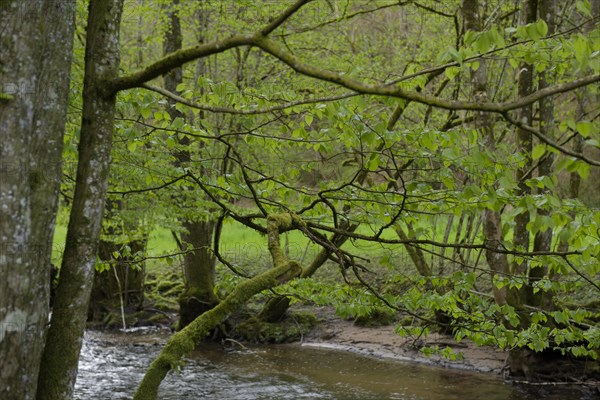 Spring in the Rottal, Mainhardt Forest, Swabian-Franconian Forest nature park Park, Schwaebisch
