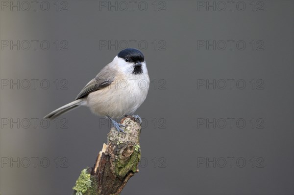 Marsh tit (Poecile palustris), adult bird, Dingdener Heide nature reserve, North Rhine-Westphalia,