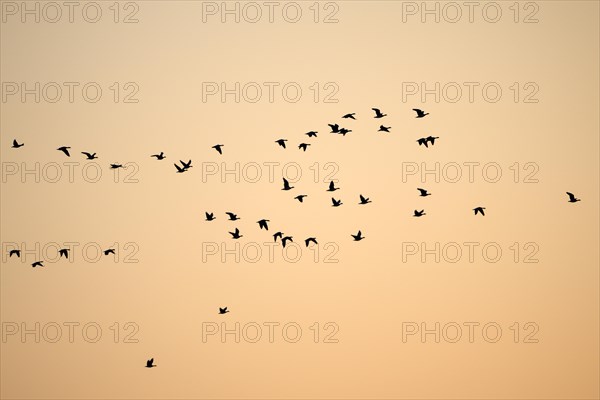 Barnacle goose (Branta leucopsis), flock of geese in flight, at sunrise, in front of the morning