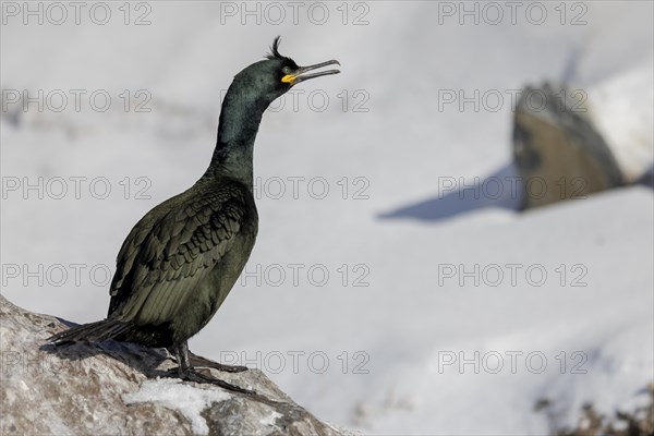 Common shag (Phalacrocorax aristotelis), feather crest, winter, in the snow, Hornoya, Hornoya,