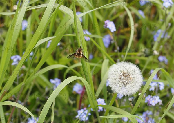 Spotted Bee fly (Bombylius discolor), North Rhine-Westphalia, Germany, Europe