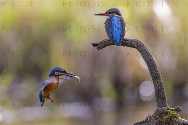 Common kingfisher (Alcedo atthis) Indicator of clean watercourses, courtship feeding, pair