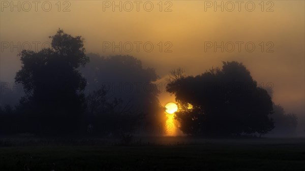 Foggy mood, sunrise in the Elbe floodplains, biotope, habitat, floodplain landscape, river course,