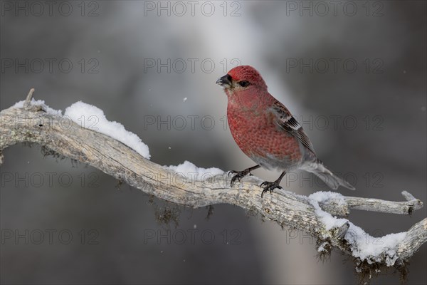 Pine grosbeak (Pinicola enucleator), in the snow, Kaamanen, Finland, Europe