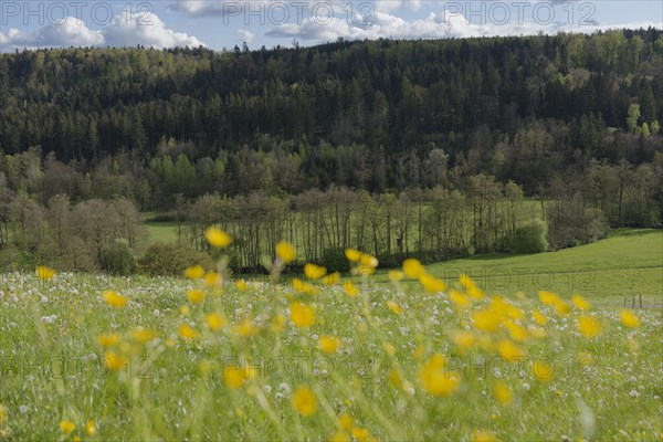 Spring in the Rottal near Wielandsweiler, Mainhardter Wald, Schwaebisch-Fraenkischer Wald Nature