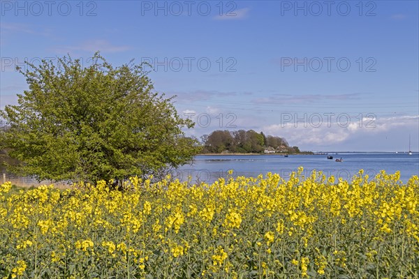 Thatched roof houses, herring fishing, boats, rape field, Rabelsund, Rabel, Schlei,