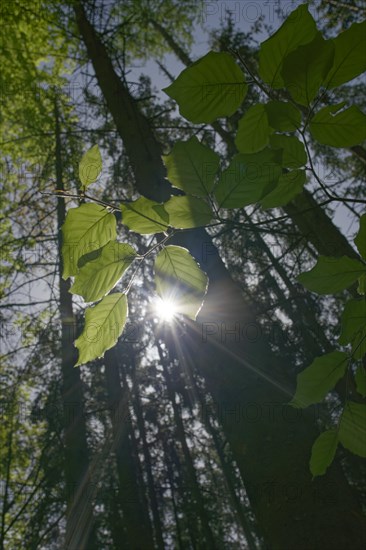 Beech in spring dress, Swabian-Franconian Forest nature park Park, photosynthesis, spring, April,