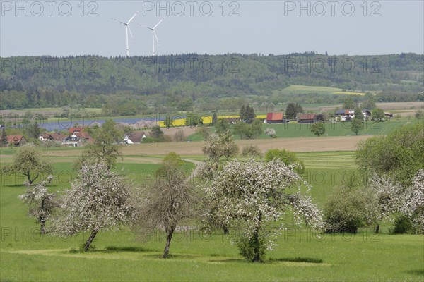 Spring in the Swabian-Franconian Forest nature park Park near rose garden-Sanzenbach, fruit