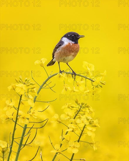 European stonechat (Saxicola rubicola) in flowering Rape, yellow landscape, spring, male, foraging,