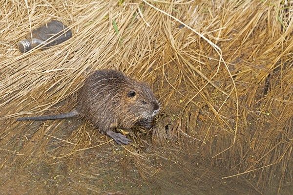 Nutria (Myocastor coypus) young animal, rubbish, Wilhelmsburg, Hamburg, Germany, Europe