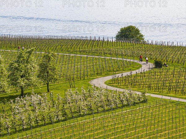 Blossoming landscape in spring, orchards and vineyards, aerial view, cycle tour along winding cycle