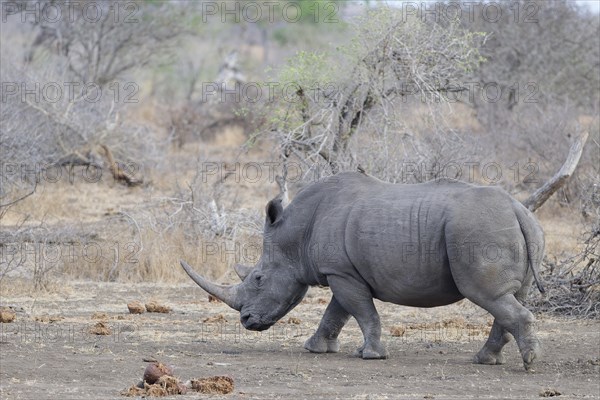 Southern white rhinoceros (Ceratotherium simum simum), adult female walking, with a red-billed