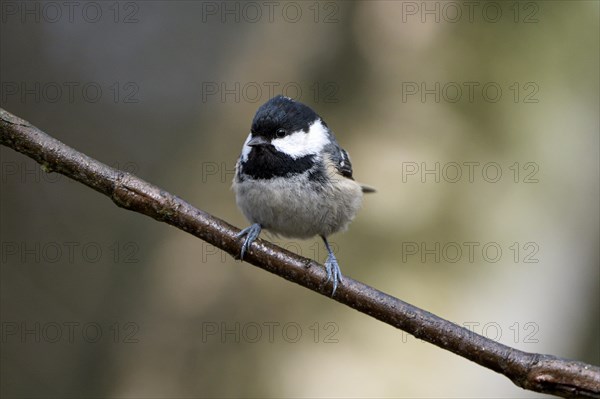 Coal tit (Parus ater), adult bird, Dingdener Heide nature reserve, North Rhine-Westphalia, Germany,