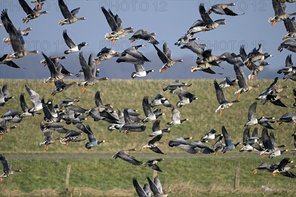 Greater white-fronted goose (Anser albifrons) and barnacle goose (Branta leucopsis), flock of geese