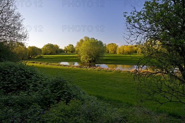 Nature reserve Uedesheimer Rheinaue in the evening light, Neuss, Lower Rhine, North