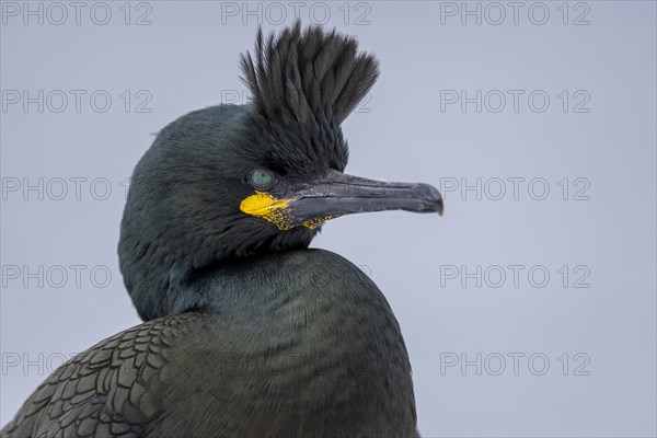 Common shag (Phalacrocorax aristotelis), portrait, feather crest, winter, Hornoya, Hornoya,