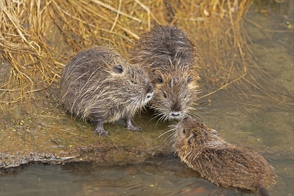 Three Nutria (Myocastor coypus) young animals nudge their snouts together, Wilhelmsburg, Hamburg,