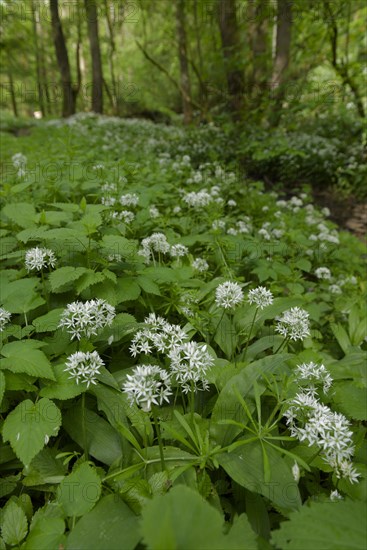 Ramson in bloom in the Kupfertal, Neufels, Neuenstein-Neufels, hiking, recreation, nature, copper,
