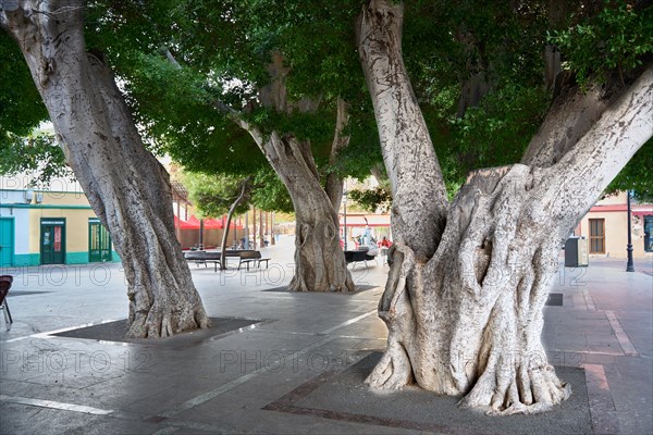 Old, massive trees in the Plaza de la Constitucion, gajumaru (Ficus microcarpa), also known as