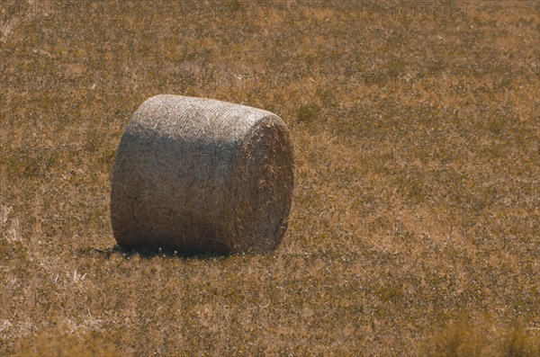 Beautiful panoramic view of hay bales in a uruguay farm field. Clear sky