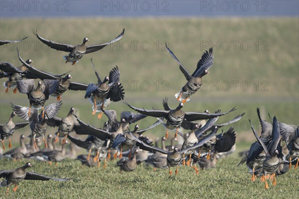Greater white-fronted goose (Anser albifrons), flock of geese taking off, Bislicher Insel, Xanten,