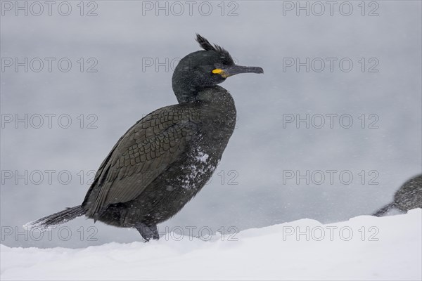 Common shag (Phalacrocorax aristotelis), plumage, winter, snow drift, Hornoya, Hornoya,