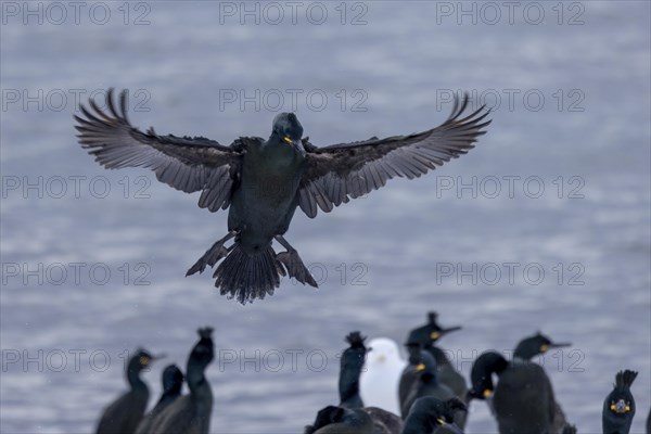 Common shag (Phalacrocorax aristotelis), lands, feather crest, winter, in the snow, Hornoya,