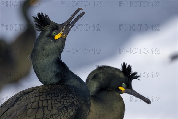 Common shag (Phalacrocorax aristotelis), pair, plumage, winter, in the snow, Hornoya, Hornoya,