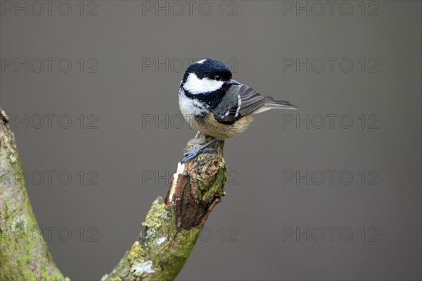 Coal tit (Parus ater), adult bird, Dingdener Heide nature reserve, North Rhine-Westphalia, Germany,