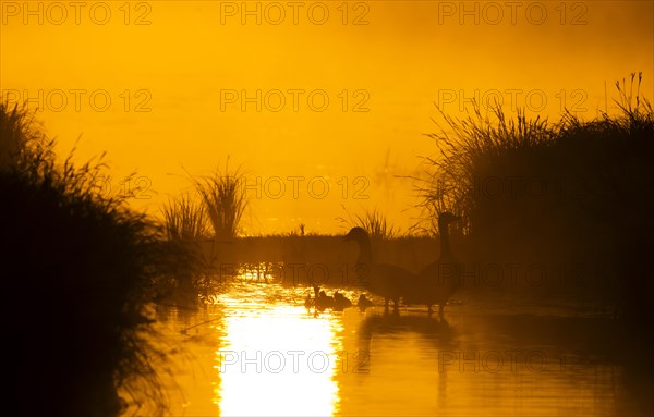 Greylag geese (Anser anser), gosling, morning mood, sunlight, backlight, water, Lower Austria