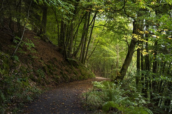 A forest path in a mixed forest with many beech trees in autumn. A chestnut tree to the right of