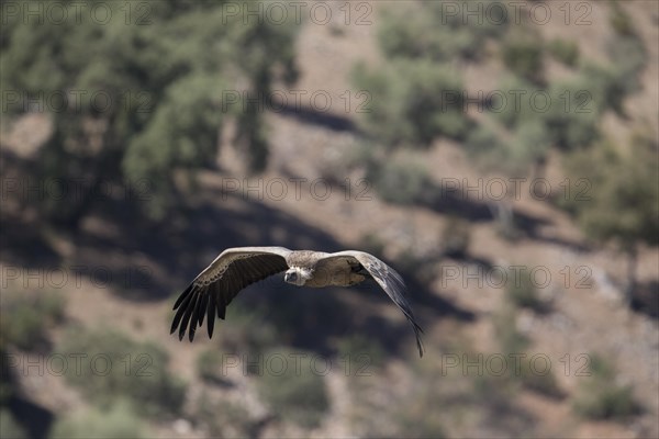 Griffon vulture (Gyps fulvus), Monfraguee National Park, Extremadura, Castilla La Mancha, Spain,