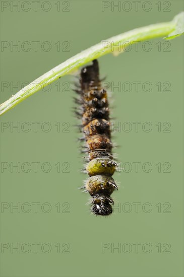 Small tortoiseshell (Nymphalis urticae, Aglais urticae), caterpillar shortly in front of pupation,
