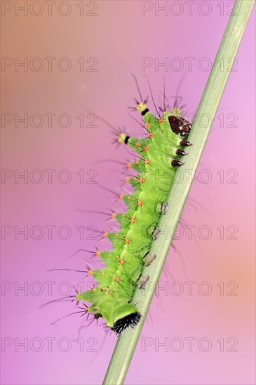 Indian luna moth (Actias selene), caterpillar, captive, occurrence in Asia