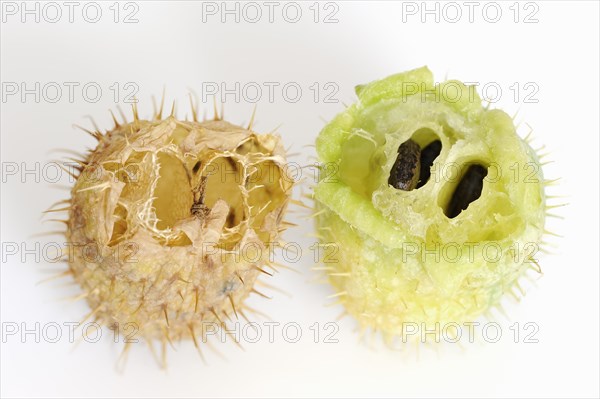Prickly cucumber or hedgehog cucumber (Echinocystis lobata), fruits and seeds on a white background