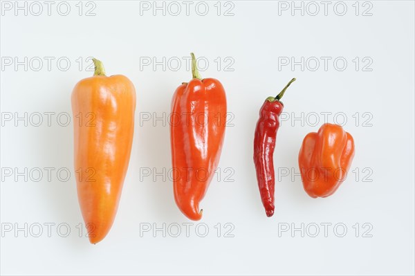 Paprika (Capsicum annuum) and chilli (Capsicum frutescens) on a white background, pepper, pepper,
