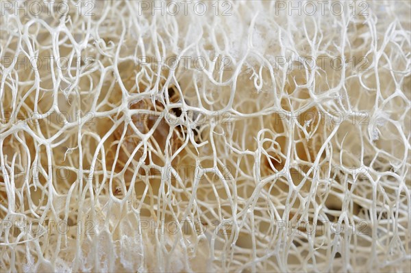 Sponge cucumber (Luffa aegyptiaca, Luffa cylindrica), fibrous interior of the ripe fruit, used as a