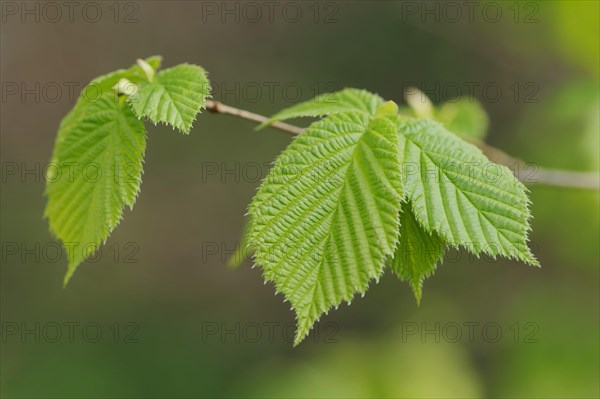 Hornbeam or hornbeam (Carpinus betulus), leaves in spring, North Rhine-Westphalia, Germany, Europe