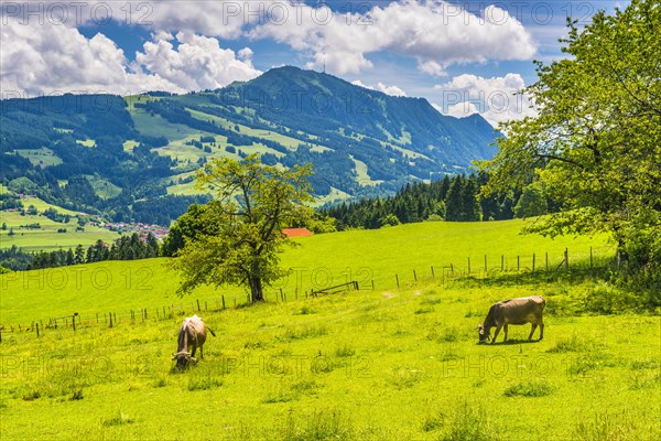 Allgaeu Brown Swiss cattle, (Bos primigenius taurus), behind them the Gruenten, 1783m, Oberallgaeu,